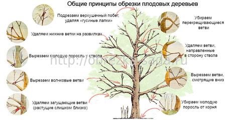 Техники и инструменты для устранения приростов на плодовых растениях