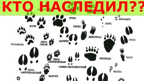 Техники отслеживания: расшифровка следов на пути оленя