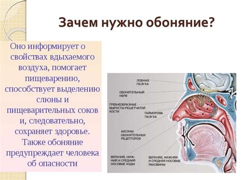 Техники самодиагностики функции обоняния
