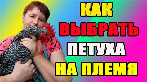 Технологии для обеспечения комфортных условий молодым курам