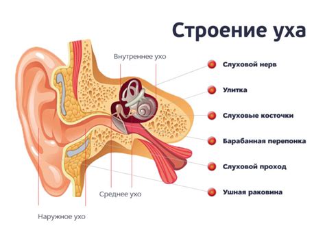 Типы воспаления среднего уха и их особенности