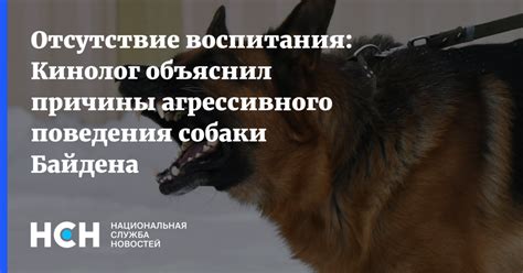 Толкование снов о проявлениях агрессивного поведения у белой собаки в толковом соннике