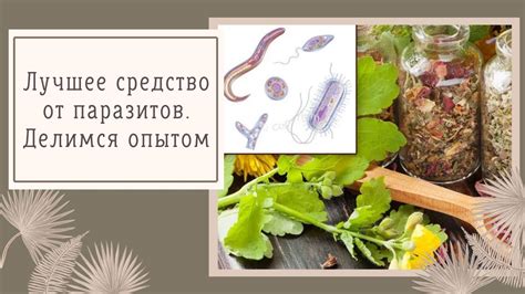 Травы и народные средства от гноевых процессов на деснах