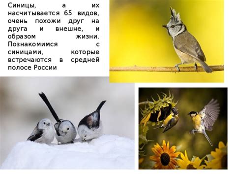 Традиции и приметы, связанные со синицами, в разных культурах и народах