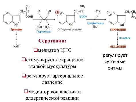 Транспортировка аминокислот в тканях