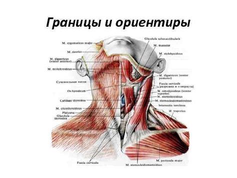 Тревожные места на шее: объяснение и последствия