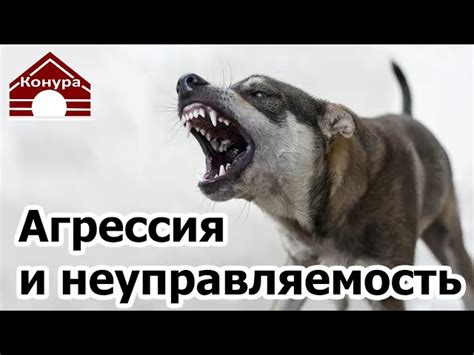 Тренировка и социализация для устранения агрессии питомца по отношению к его хозяину