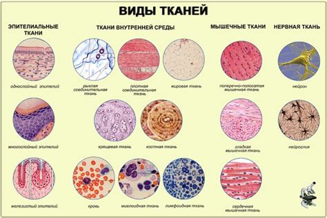 Третий фактор: наличие тканей и органов