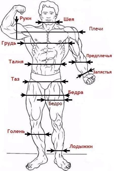Три основных способа измерения бычьего тела
