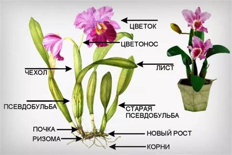 Удалите высушенный цветонос