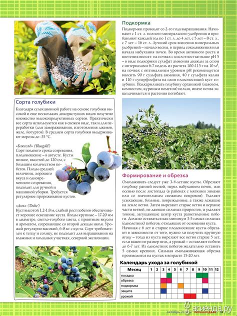 Удобрение голубики: особенности и советы