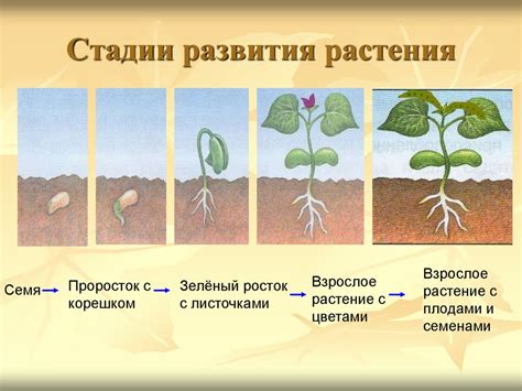 Удобрения в зависимости от стадии развития растений