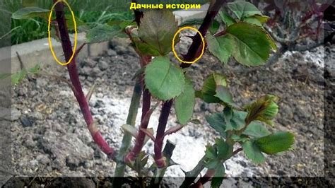 Узнайте характерные черты дикого прироста у розы