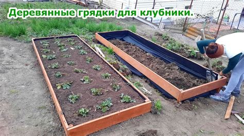 Укладка агроткани на грядки с клубникой