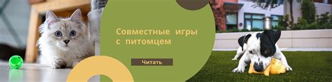 Укрепление взаимоотношений с питомцем через игры и общение