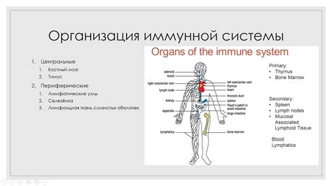 Укрепление иммунной системы и общая жизненная сила