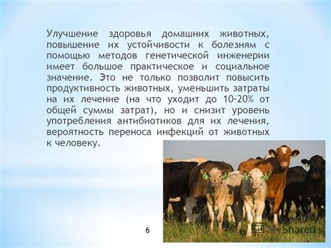 Улучшение здоровья шерстяных домашних животных: некоторые общие подходы
