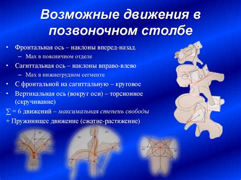 Улучшение кровеносного обращения и обмена веществ в позвоночном столбе