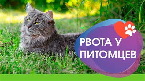 Уменьшение показателя ритиса у домашних питомцев: возможные причины