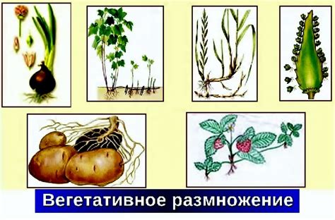 Уникальное различие растений в мире живых организмов