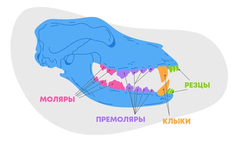 Уникальный механизм формирования зубов у различных видов животных и их роль в охоте и защите