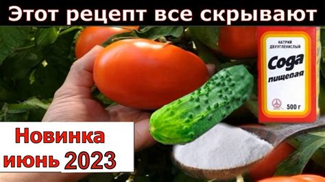 Уникальный подход к обрезке огурцов: достижение идеальной формы