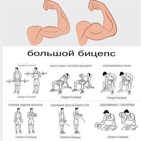 Упражнения с гантелями и силовыми тренажерами для развития нужных мышц