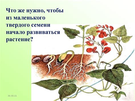 Условия для скорого прорастания