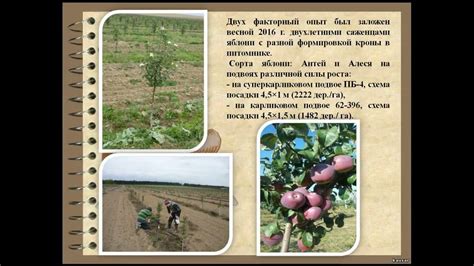 Условия и требования для создания индивидуального садоводческого хозяйства