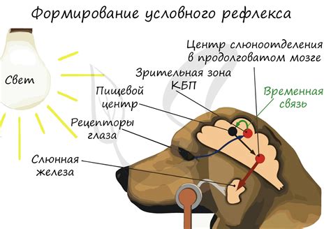 Условный рефлекс: определение и механизмы формирования