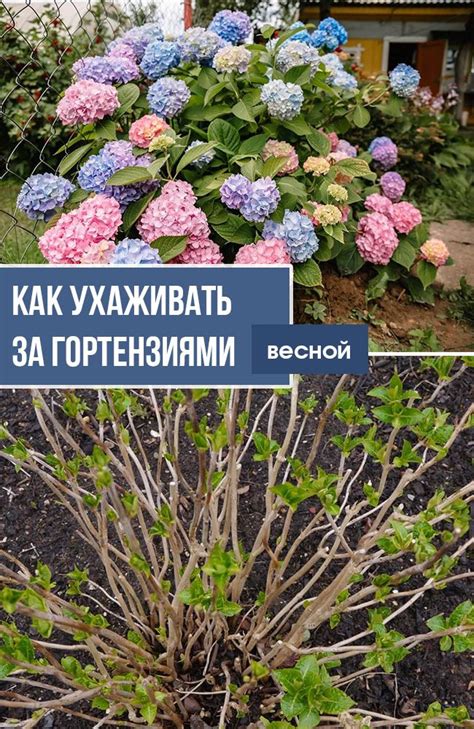 Установка опоры для ухода за гортензиями