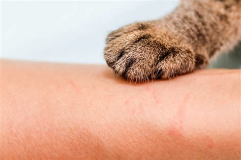 Устранение следов кошачьих когтей и царапин