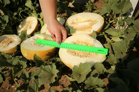 Устранение следов после стирки одежды, испачканной сочной грушей вкусной и сладкой фруктом хурмы