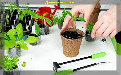 Ухаживание за рассадой под светодиодным освещением: важные нюансы