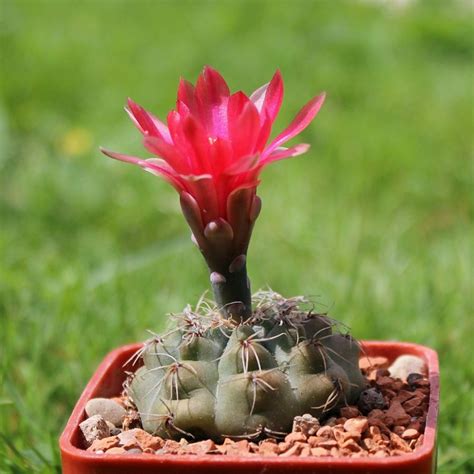Уход за каткусом Gymnocalycium в домашних условиях