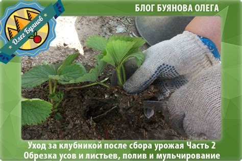 Уход за клюквой после посадки: полив, подкормка, мульчирование
