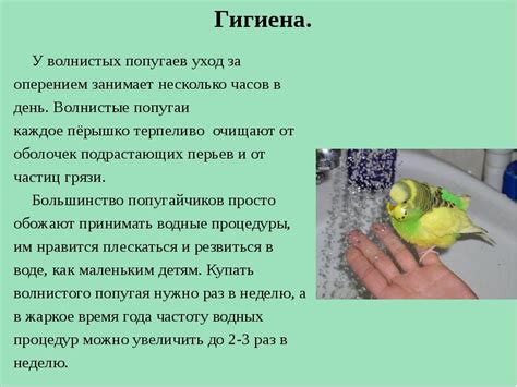 Уход за оперением и гигиена