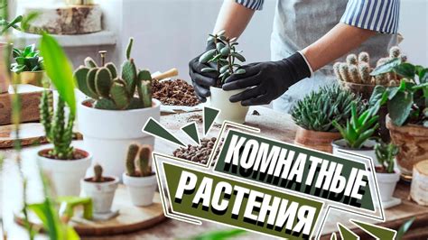 Уход за посаженными растениями: советы и рекомендации