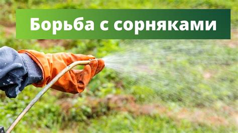 Уход за святыми растениями и борьба с сорняками в святой зоне
