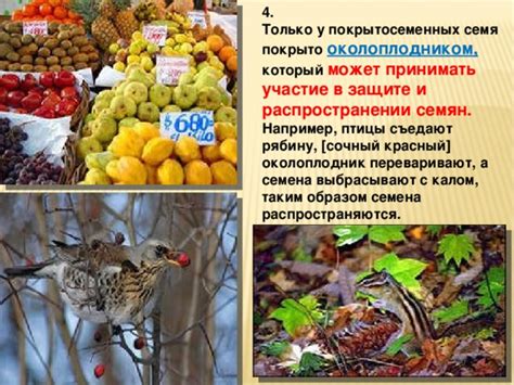 Участие голубей в распространении растений
