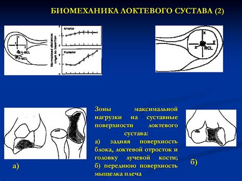 Участие локтевого сустава в нейтрализации нагрузки