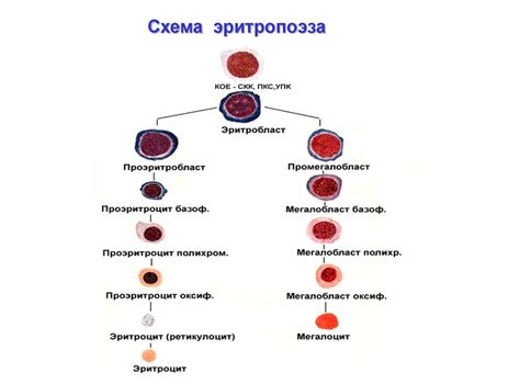 Факторы, влияющие на появление 2-й степени недостаточности эритроцитов у ребенка