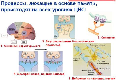 Факторы, влияющие на процесс консолидации памяти