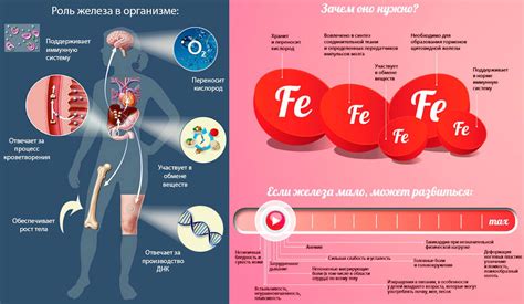 Факторы, влияющие на уровень железа в организме женщин