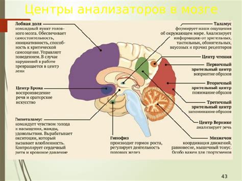 Факторы, влияющие на утрату чувства обоняния