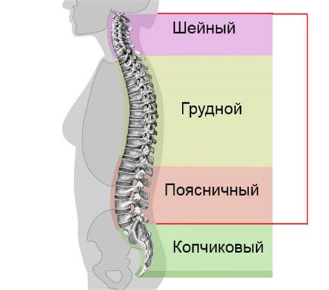 Факторы, приводящие к образованию горба у женщин на спине
