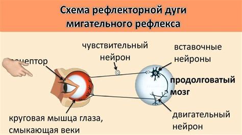 Факторы, приводящие к отсутствию мигательного рефлекса