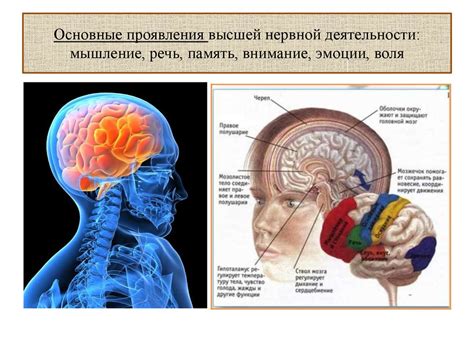 Физиологические аспекты данного явления