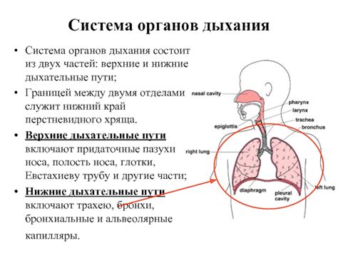 Физиологические основы возникновения быстрого дыхания у домашних питомцев