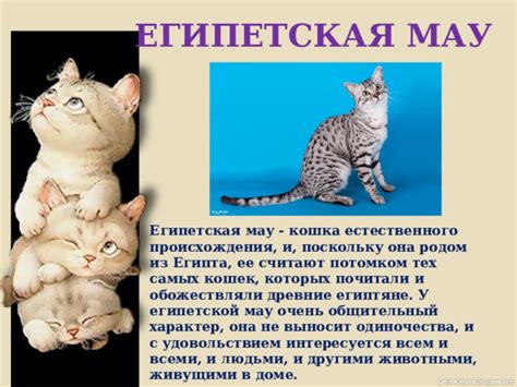 Физиологические основы естественного процесса у кошек